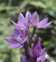 Thelymitra paludosa