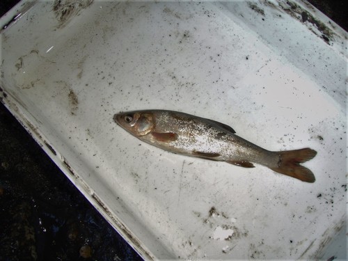 Sacramento blackfish (Orthodon microlepidotus) — Cyprinidae — 4