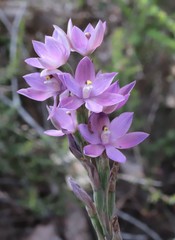 Thelymitra paludosa