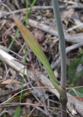 Thelymitra paludosa