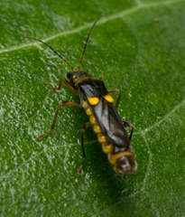 Trypherus frisoni