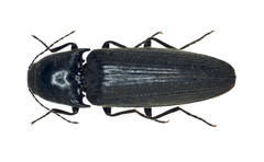 Ochosternus zealandicus