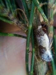 Argyroploce chlorosaris