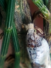 Argyroploce chlorosaris