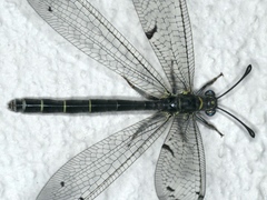 Bandidus canifrons