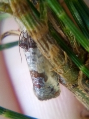 Argyroploce chlorosaris