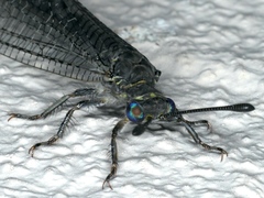 Bandidus canifrons