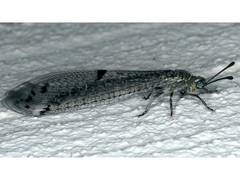 Bandidus canifrons