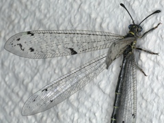 Bandidus canifrons