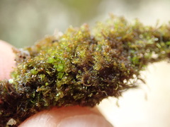 Marsupella emarginata