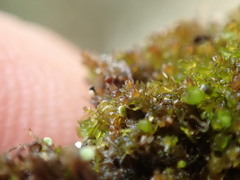 Marsupella emarginata