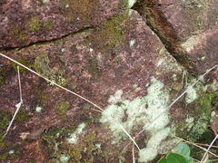 Marsupella emarginata