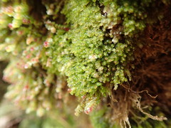 Marsupella emarginata