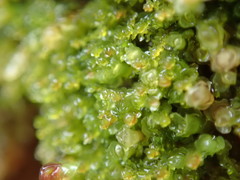 Marsupella emarginata