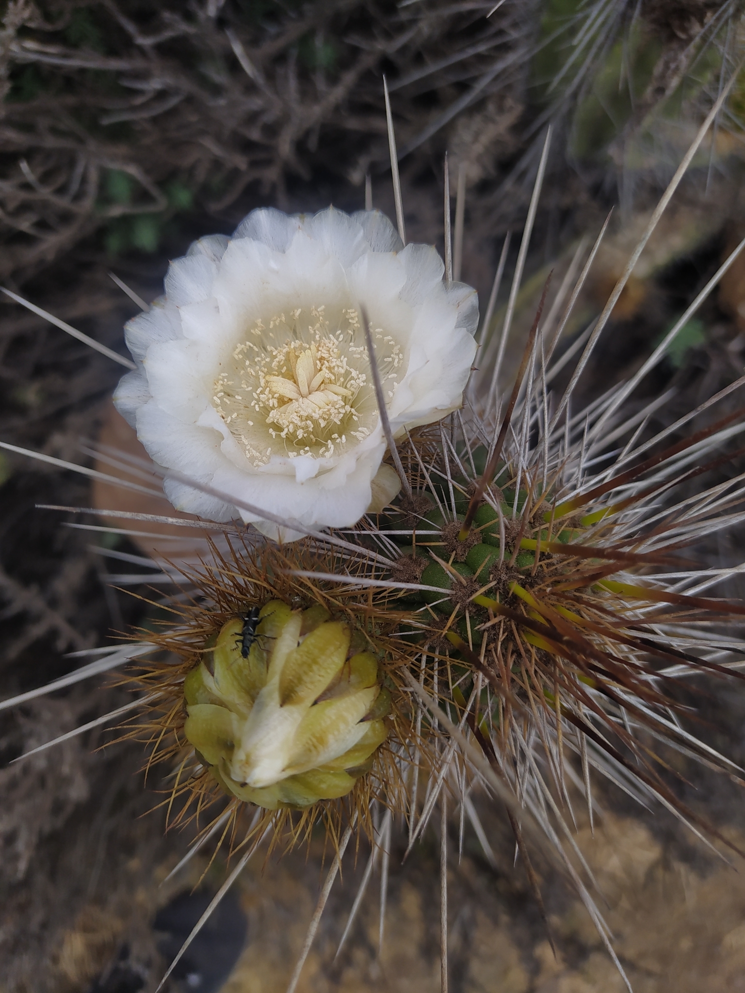 Eulychnia castanea