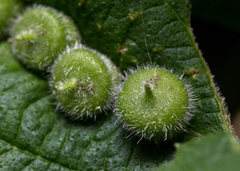 Celticecis celtiphyllia