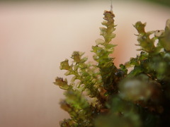 Marsupella emarginata