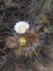 Eulychnia castanea