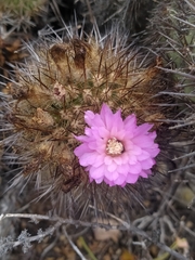 Eriosyce chilensis chilensis