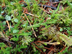 Selaginella wallacei