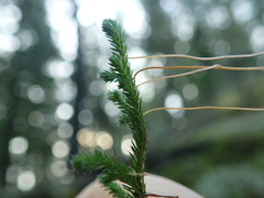 Selaginella wallacei