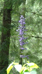 Salvia concolor