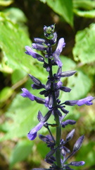Salvia concolor