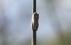 Hyperolius parallelus