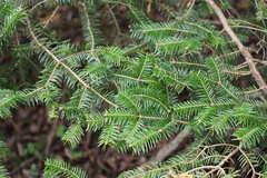 Abies homolepis