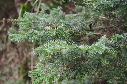 Image of Abies homolepis by (c) harum.koh, some rights reserved (CC BY-SA)