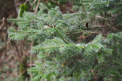 Abies homolepis