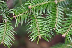 Abies homolepis