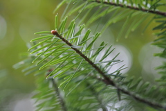 Abies homolepis