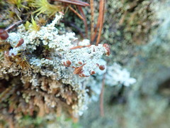 Stereocaulon intermedium