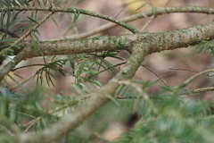 Abies homolepis