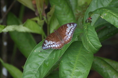 Tanaecia iapis puseda