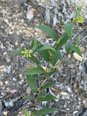 Wikstroemia