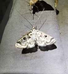Rhimphalea