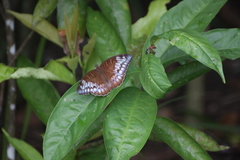 Tanaecia iapis puseda