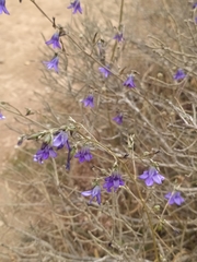 Conanthera campanulata