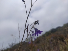 Conanthera campanulata