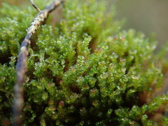 Marsupella emarginata