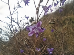 Conanthera campanulata