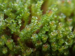 Marsupella emarginata