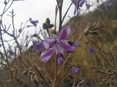Conanthera campanulata