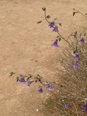 Conanthera campanulata