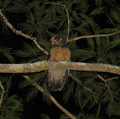 Pulsatrix koeniswaldiana