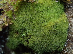 Grimmia torquata