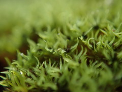 Grimmia torquata