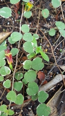 Fuchsia procumbens